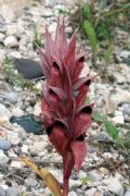 Serapias orientalis subsp. carica